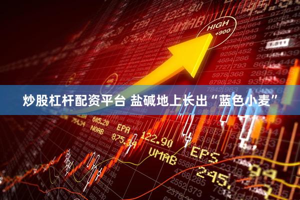 炒股杠杆配资平台 盐碱地上长出“蓝色小麦”